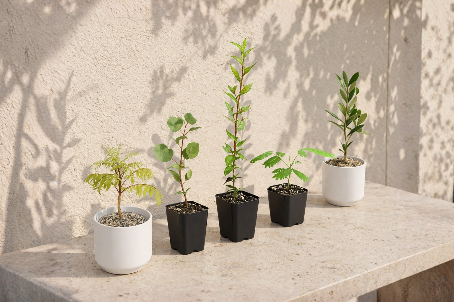 5 Trees That Start Small and Grow Into Something Extraordinary