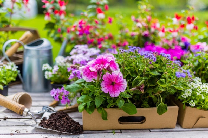 How to keep your plants thriving in summer heat: the June care guide