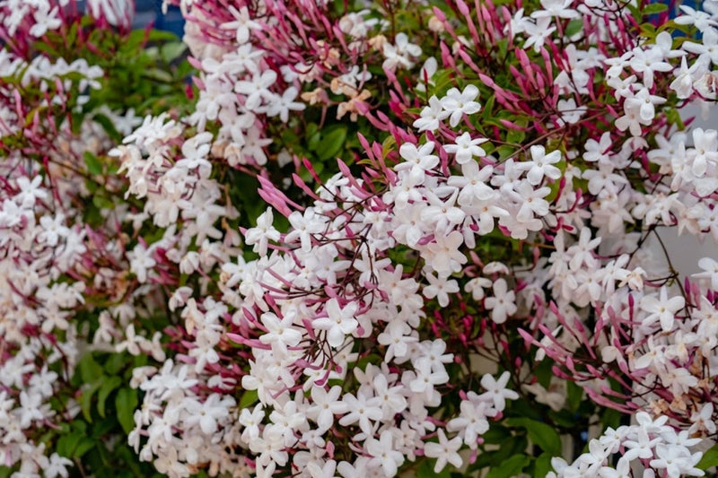 5 plants that make your patio feel like a sanctuary this summer