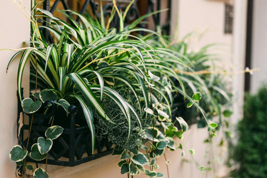 The Spider Plant: Your Gateway to Effortless Indoor Gardening and Retro Charm