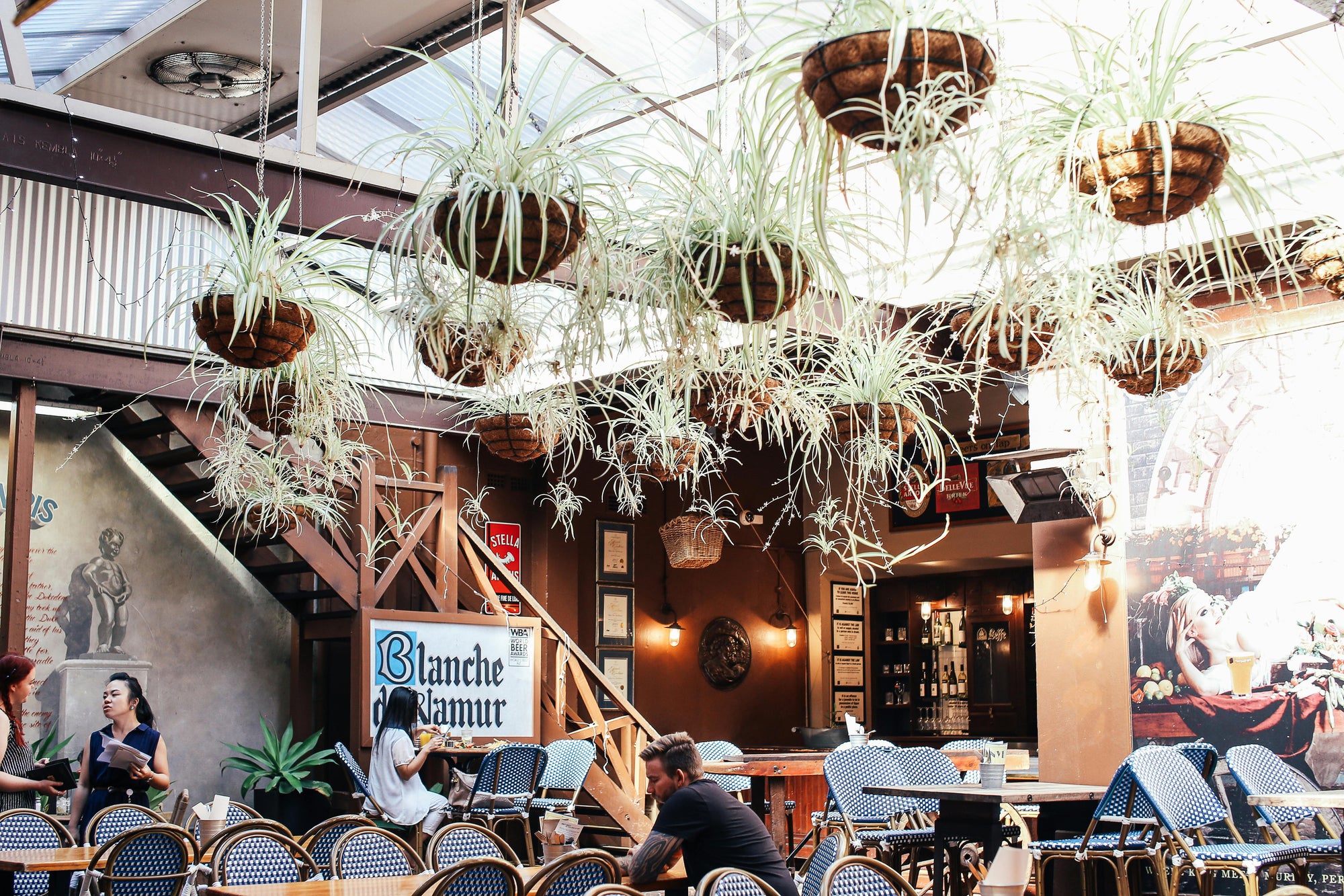 The Complete Spider Plant Care Guide: From Beginner to Expert