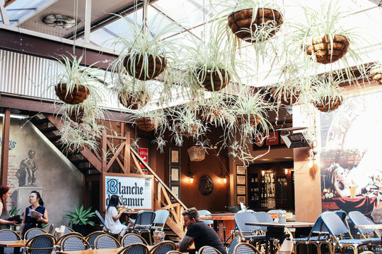 The Complete Spider Plant Care Guide: From Beginner to Expert
