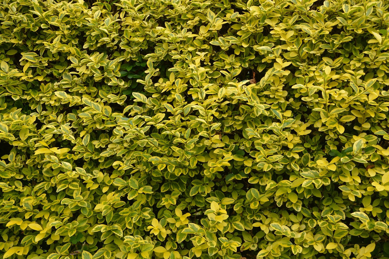 Boxwood Bonsai Care: Do’s and Don’ts Every Plant Parent Should Know