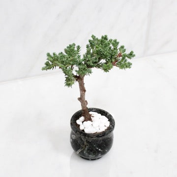 How to Start a Bonsai from a Seedling: A Guide for Green-Thumbed Enthusiasts