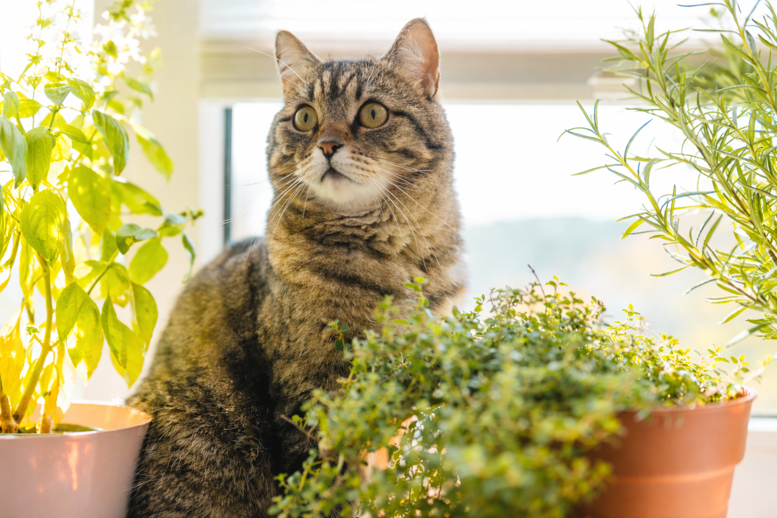 Pet-Safe Plants