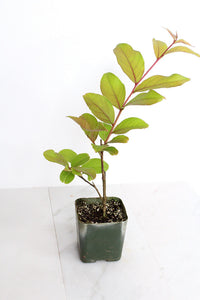Purple Bonsai Tree Muskogee Crape Myrtle Live Starter Plant Purple Flower Gift for Garden Landscaper Outdoor Floral Plant Lagerstroemia
