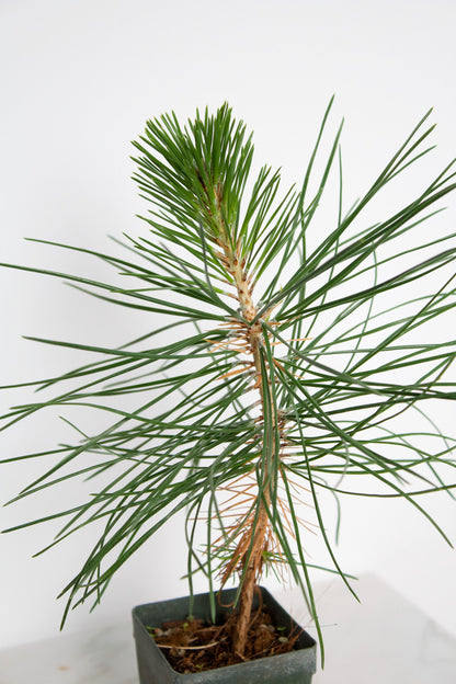 Japanese Black Pine Bonsai Tree Starter Plant Pinus Thunbergii Live Tree Japanese Pine Zen Garden House Plant Indoor Tree Outdoor Plant