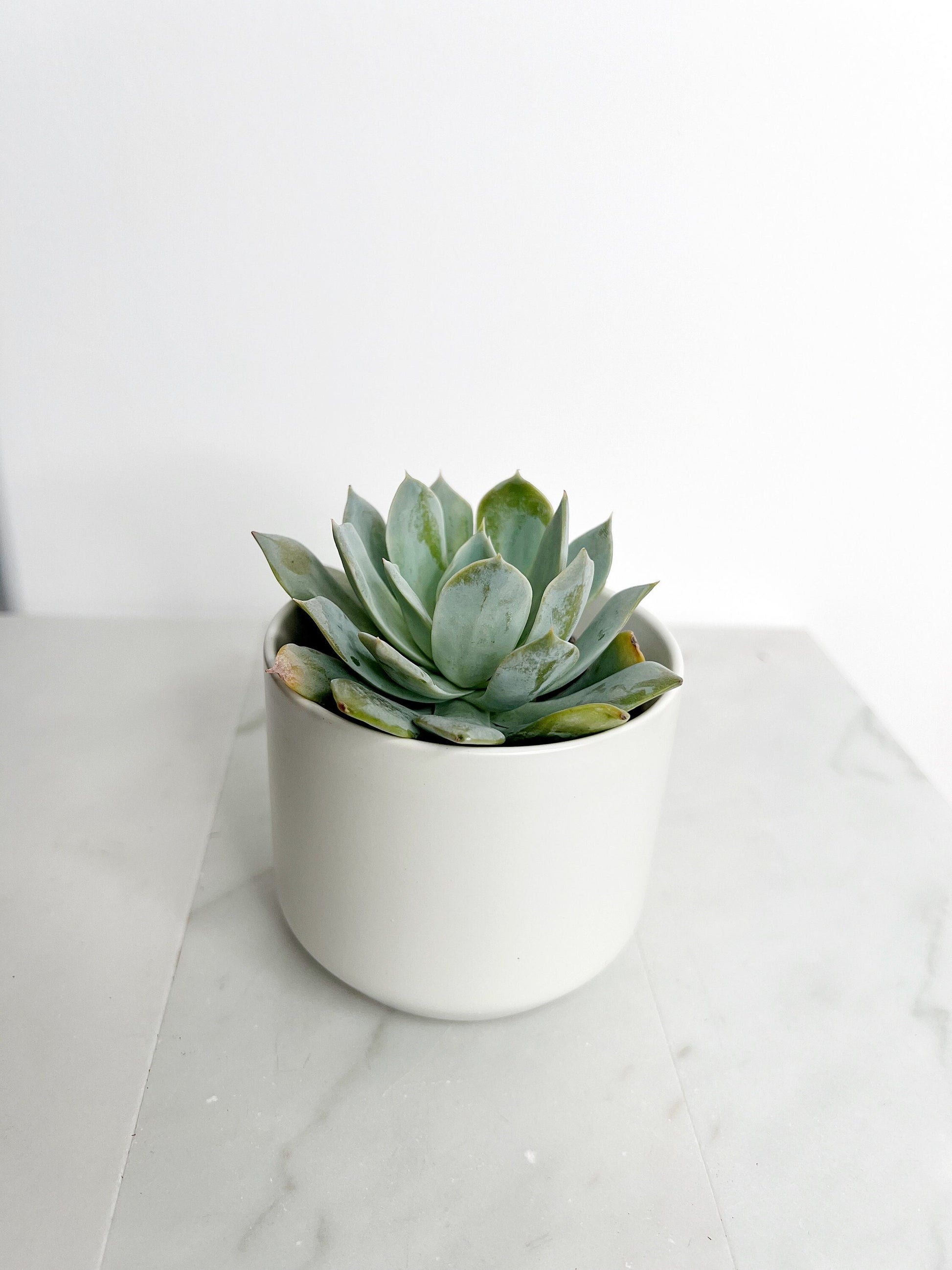 Succulent Plants 2" Mini Potted Succulents for Indoor Echeveria Desmetiana Home Office Decor Wedding Baby Shower Party Favors Gifts for Her Wedding Baby Shower Party Favors - Live Succulent 2.5-inch Collection