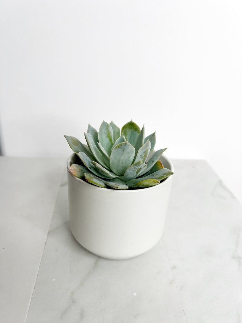 Succulent Plants 2" Mini Potted Succulents for Indoor Echeveria Desmetiana Home Office Decor Wedding Baby Shower Party Favors Gifts for Her Wedding Baby Shower Party Favors - Live Succulent 2.5-inch Collection