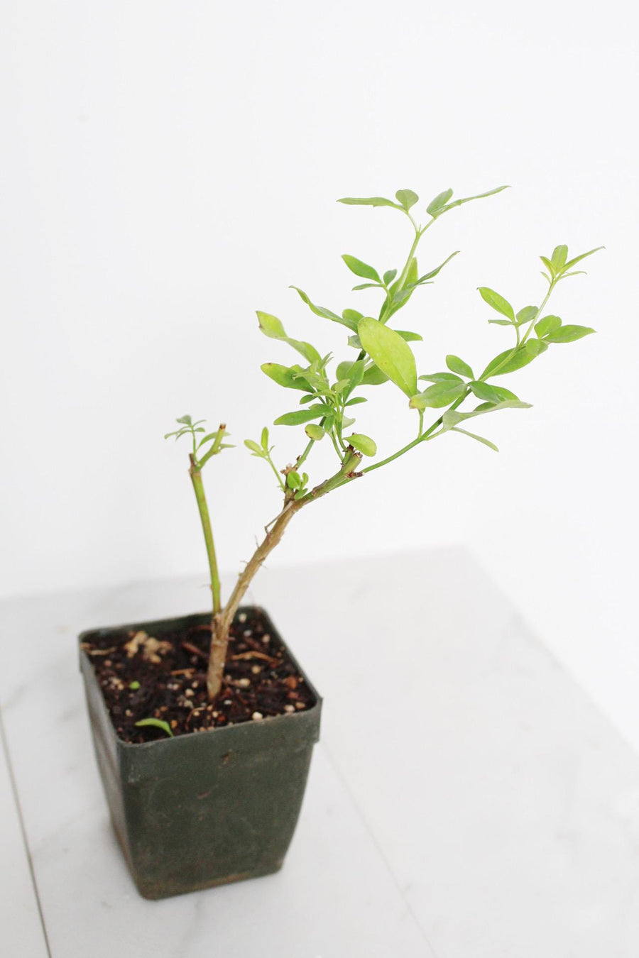 Yellow Primrose Jasmine – Jasminum Mesnyi Starter Plant Outdoor Shrub