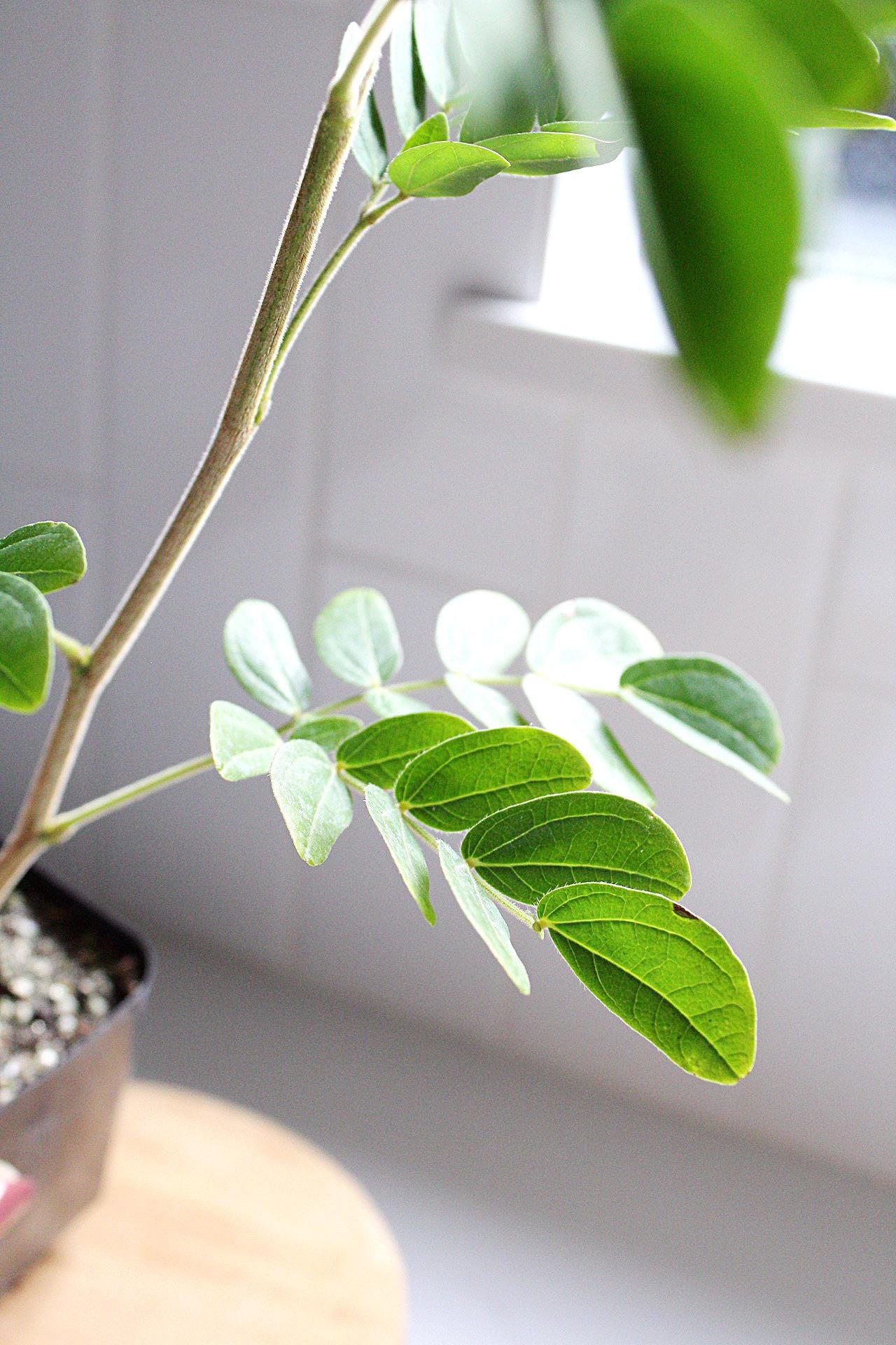 Powderpuff Pink Tree Starter Calliandra Inaequilatera Plant Evergreen Shrub Pink Floral Live Plant Landscape Outdoor Pollinator Garden Fern