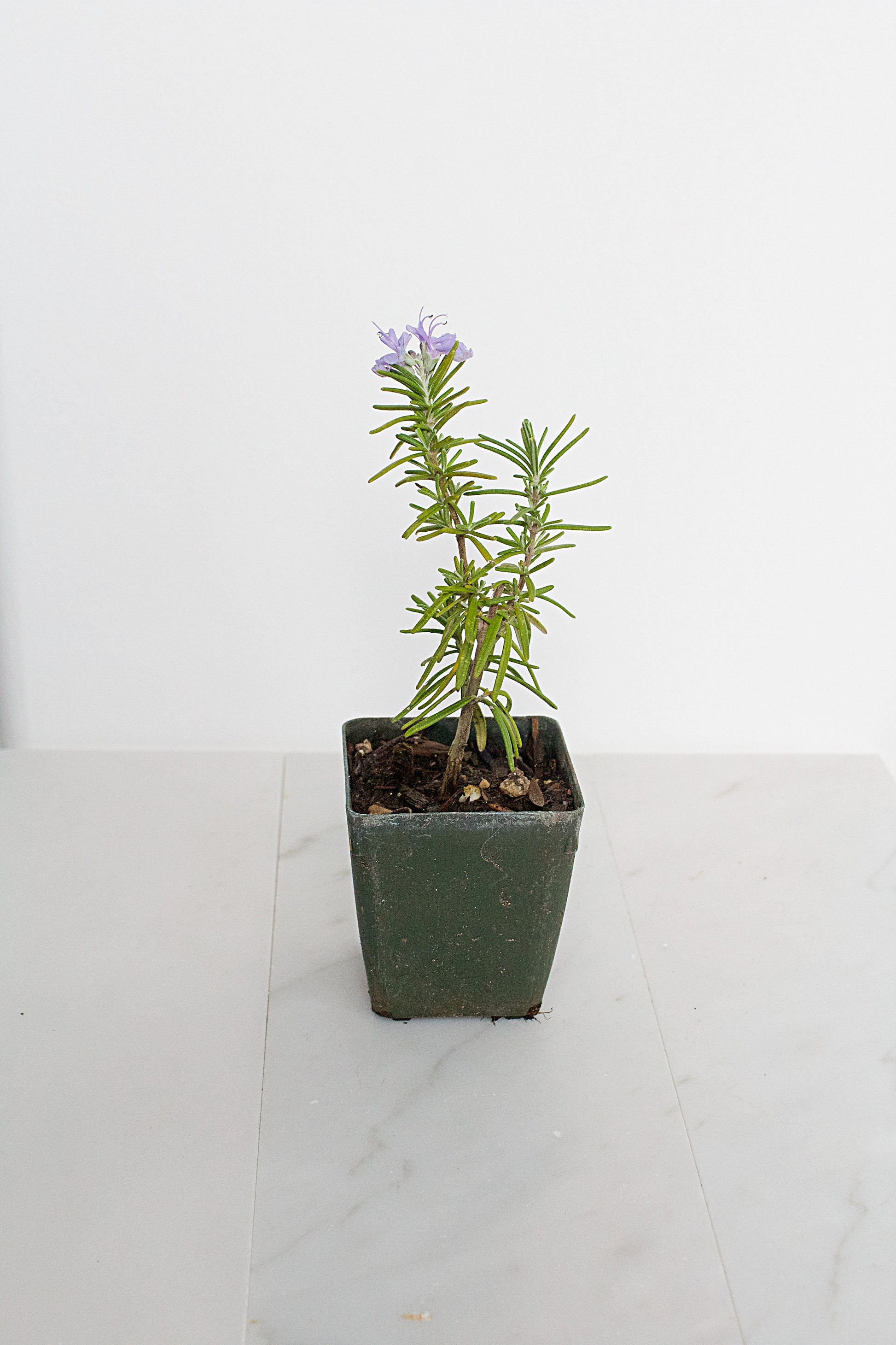 Mini Rosemary Plant Starter Rosmarinus officinalis Outdoor Garden Herb Live Rosemary Spice Plant Aromatic Blue Rosemary Officinalis Shrub