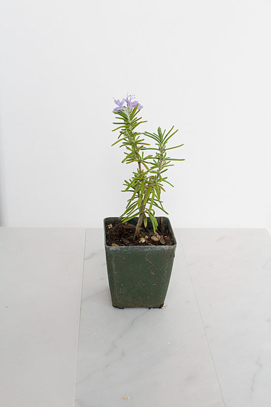 Mini Rosemary Plant Starter Rosmarinus officinalis Outdoor Garden Herb Live Rosemary Spice Plant Aromatic Blue Rosemary Officinalis Shrub