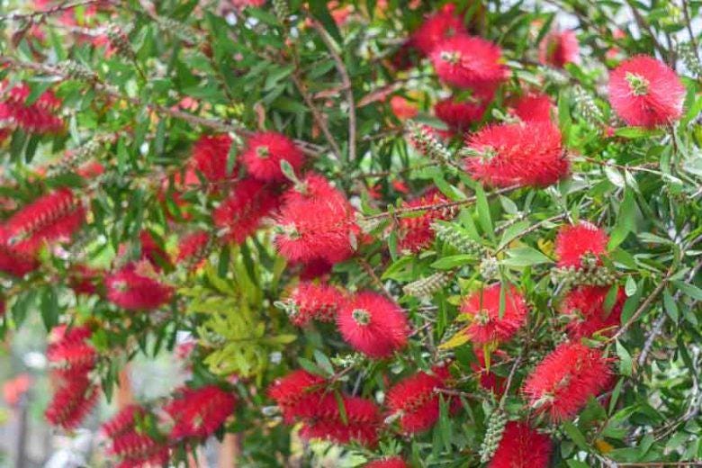 Red Bottlebrush Starter Plant Callistemon Citrinus Plant Evergreen Shrub Red Floral Live Plant Landscape Outdoor Pollinator Garden Plant