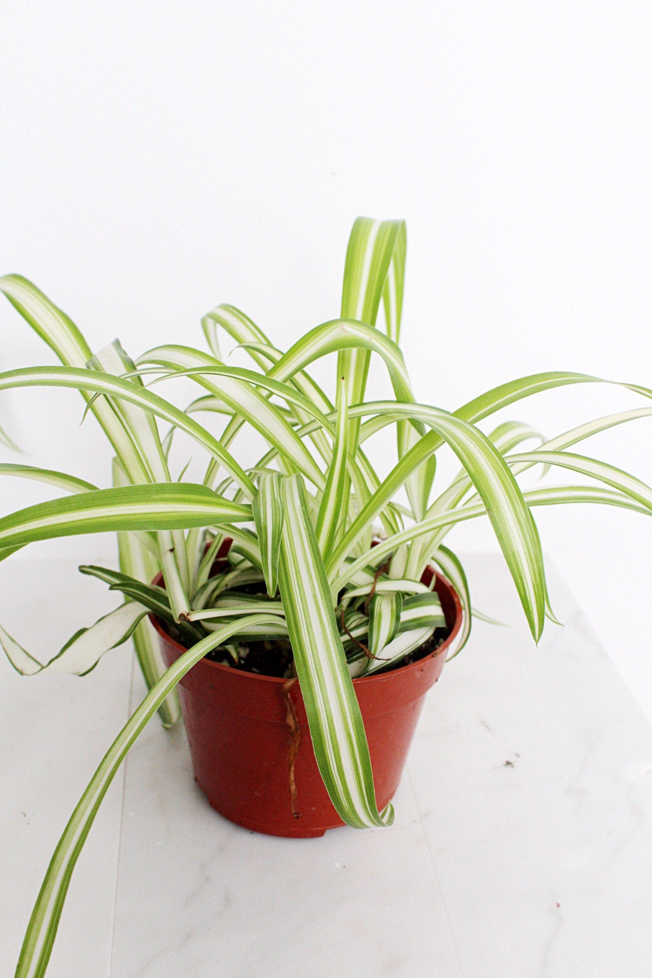 Reverse Variegated Spider Plant Chlorophytum Spider Indoor Plant Retro Indoor House Plant 4 inch Tropical White Leaf Garden Hanging Plant