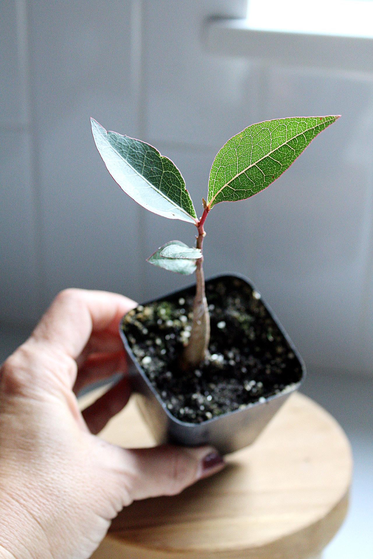 Brachychiton Populneus Starter Tree Kurrajong Bottle Tree Fast Growing Tree Drought Tolerant Tree Beginner Bonsai Tree Gift for Bonsai Enthusiast Australian Native Tree Sustainable Garden Plant Garden Tree