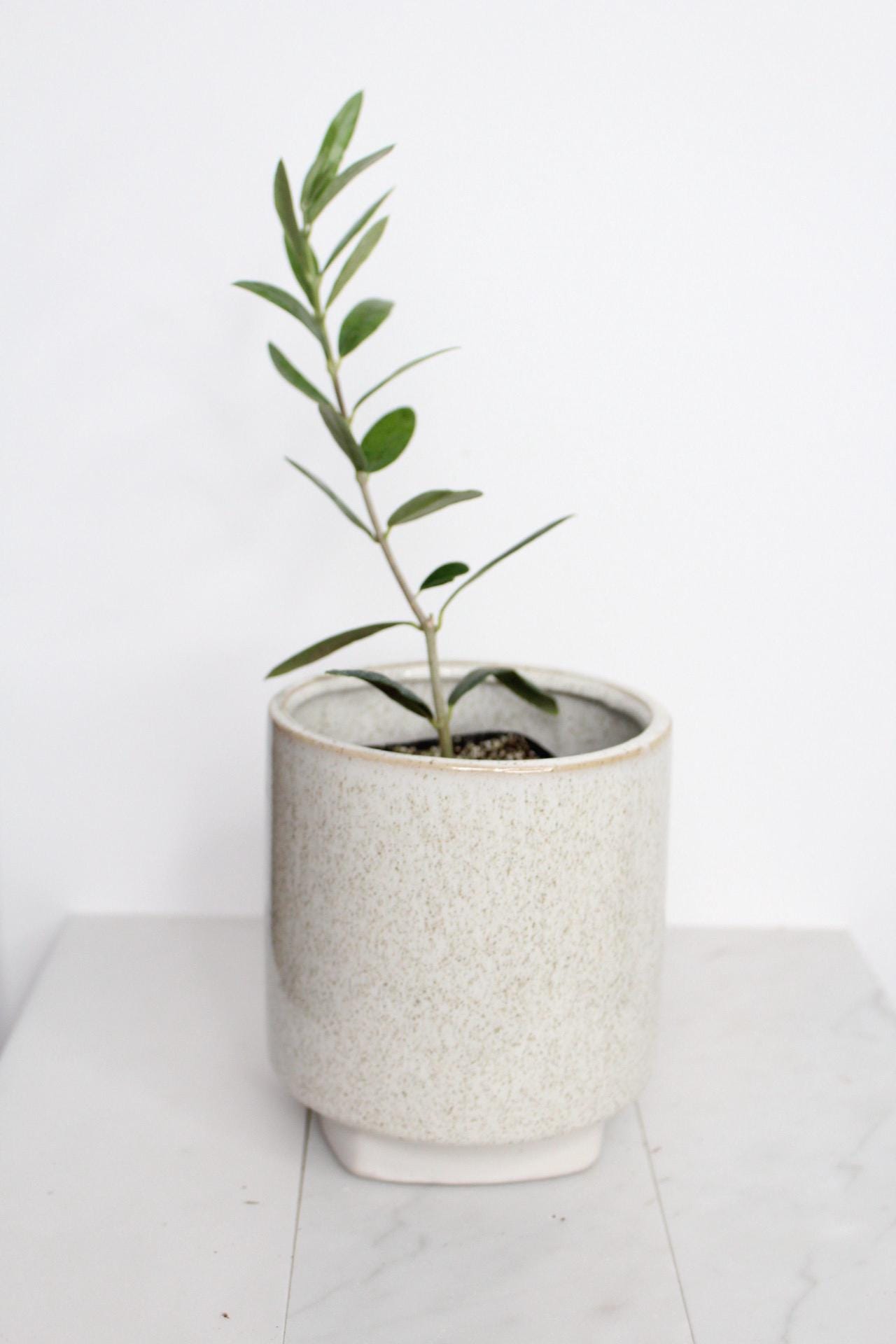 Baby Olive Tree Gift Small Space Garden Accent Little Ollie Dwarf Plant Perfect Wedding Favor Italian Home Decor Stone Fruit Bearing Starter Plant Mediterranean Style Present Plant Lover Gift Beautiful Living Party Favor Green Home Addition