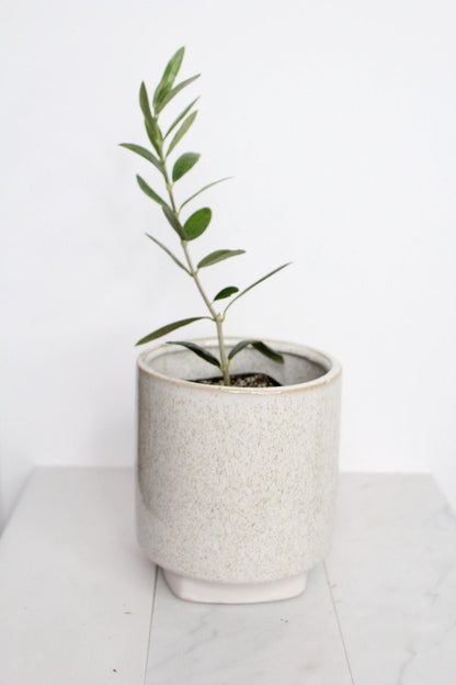 Baby Olive Tree Gift Small Space Garden Accent Little Ollie Dwarf Plant Perfect Wedding Favor Italian Home Decor Stone Fruit Bearing Starter Plant Mediterranean Style Present Plant Lover Gift Beautiful Living Party Favor Green Home Addition