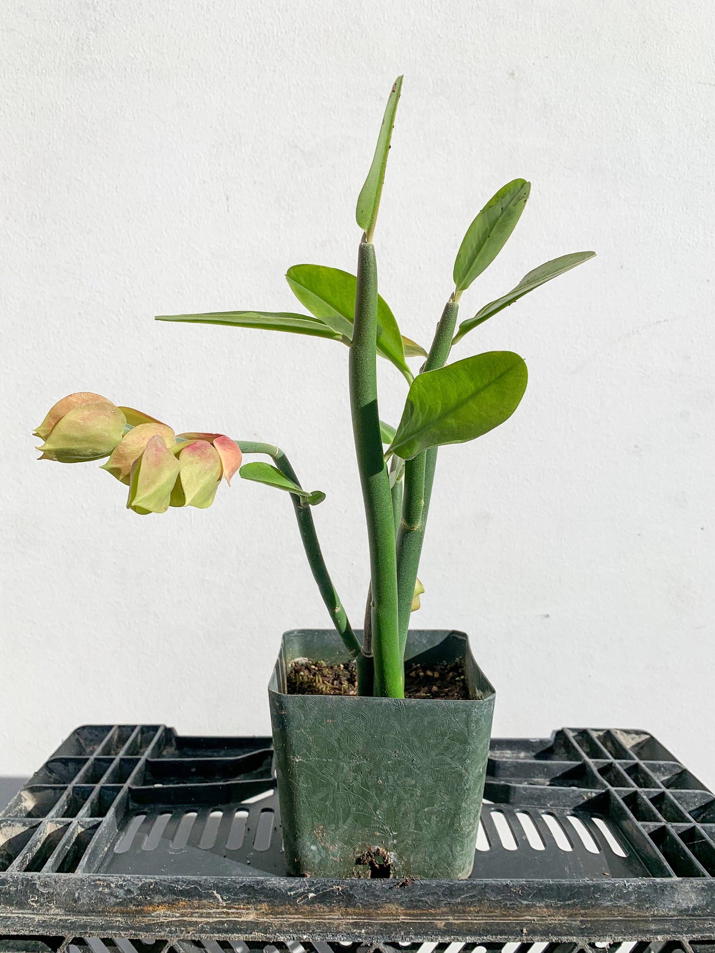 Pedilanthus Bracteatus 'Tall Slipper' Plant Succulent Cactus Live Starter Plant Garden Landscape Plant Drought Tolerant Xeriscape Garden