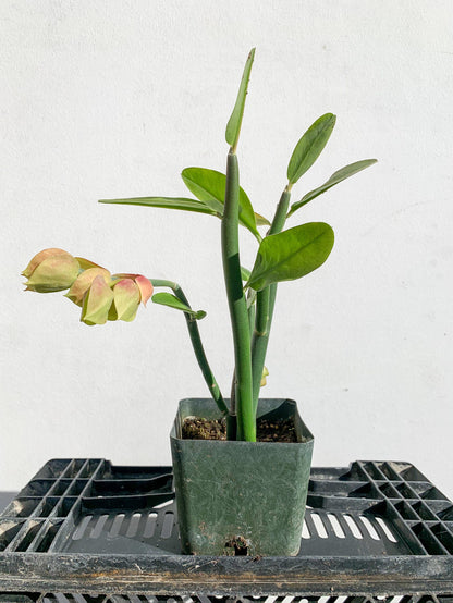 Pedilanthus Bracteatus 'Tall Slipper' Plant Succulent Cactus Live Starter Plant Garden Landscape Plant Drought Tolerant Xeriscape Garden