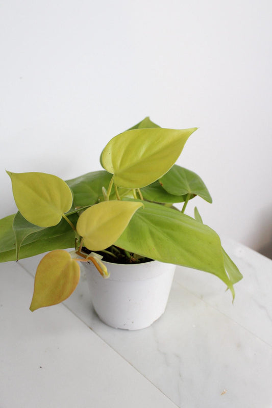Live Indoor Philodendron Cordatum Neon Yellow Heart Leaf Vine Plant Gift for Office Plant Lover Tropical Foliage Easy Care Plant Gift Friend