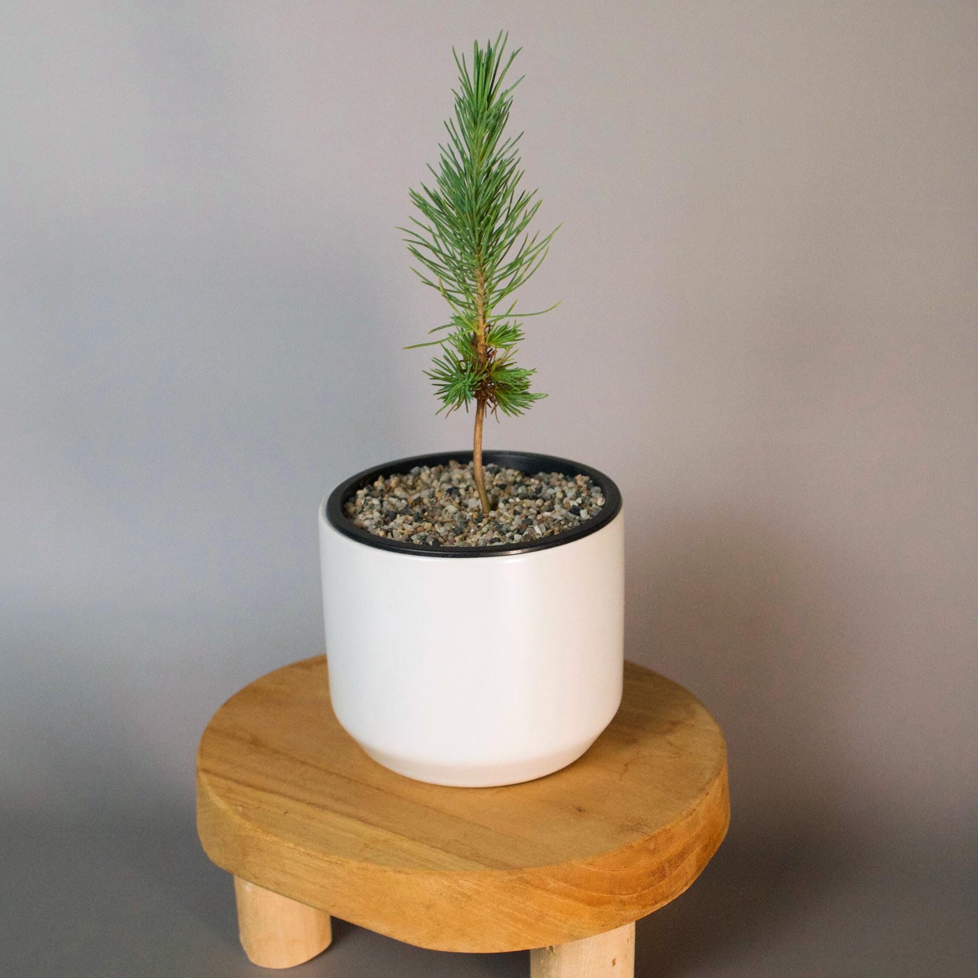 Complete Bonsai Starter Kit Japanese Pine Eldarica Collection First Time Growing Set Perfect Dad Gift Home Garden Bundle White Ceramic Planter Sand Topper Package Small Space Essential Beautiful Balcony Display Beginner Garden Collection