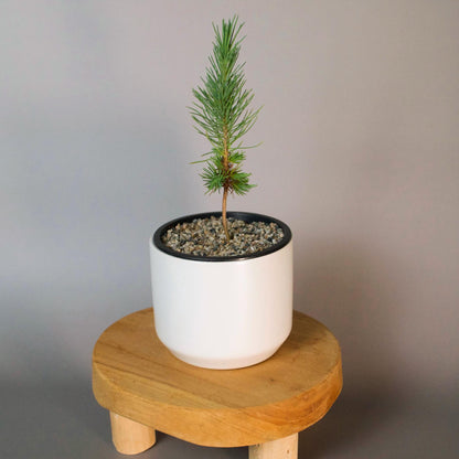 Complete Bonsai Starter Kit Japanese Pine Eldarica Collection First Time Growing Set Perfect Dad Gift Home Garden Bundle White Ceramic Planter Sand Topper Package Small Space Essential Beautiful Balcony Display Beginner Garden Collection
