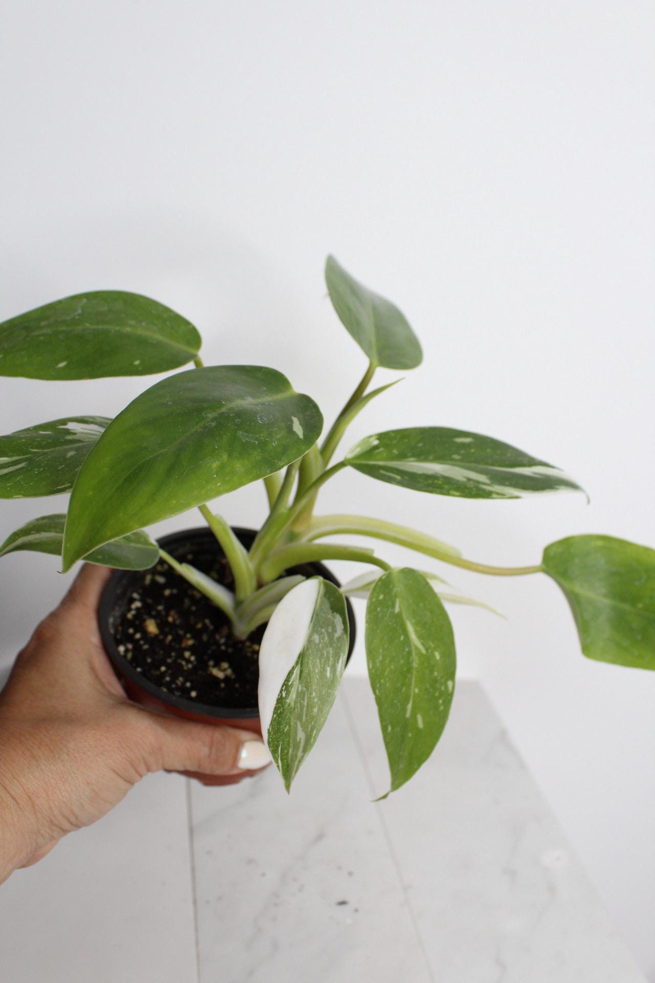 Rare Plant Gift Bundle White Princess Philodendron Starter Variegated Pink White Leaves Perfect Home Office Decor Four Inch Pot Rooted Specimen Easy Care Instructions Beautiful Tropical Indoor Plant New Grower Essential Collection Guide