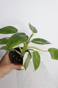 Rare Plant Gift Bundle White Princess Philodendron Starter Variegated Pink White Leaves Perfect Home Office Decor Four Inch Pot Rooted Specimen Easy Care Instructions Beautiful Tropical Indoor Plant New Grower Essential Collection Guide