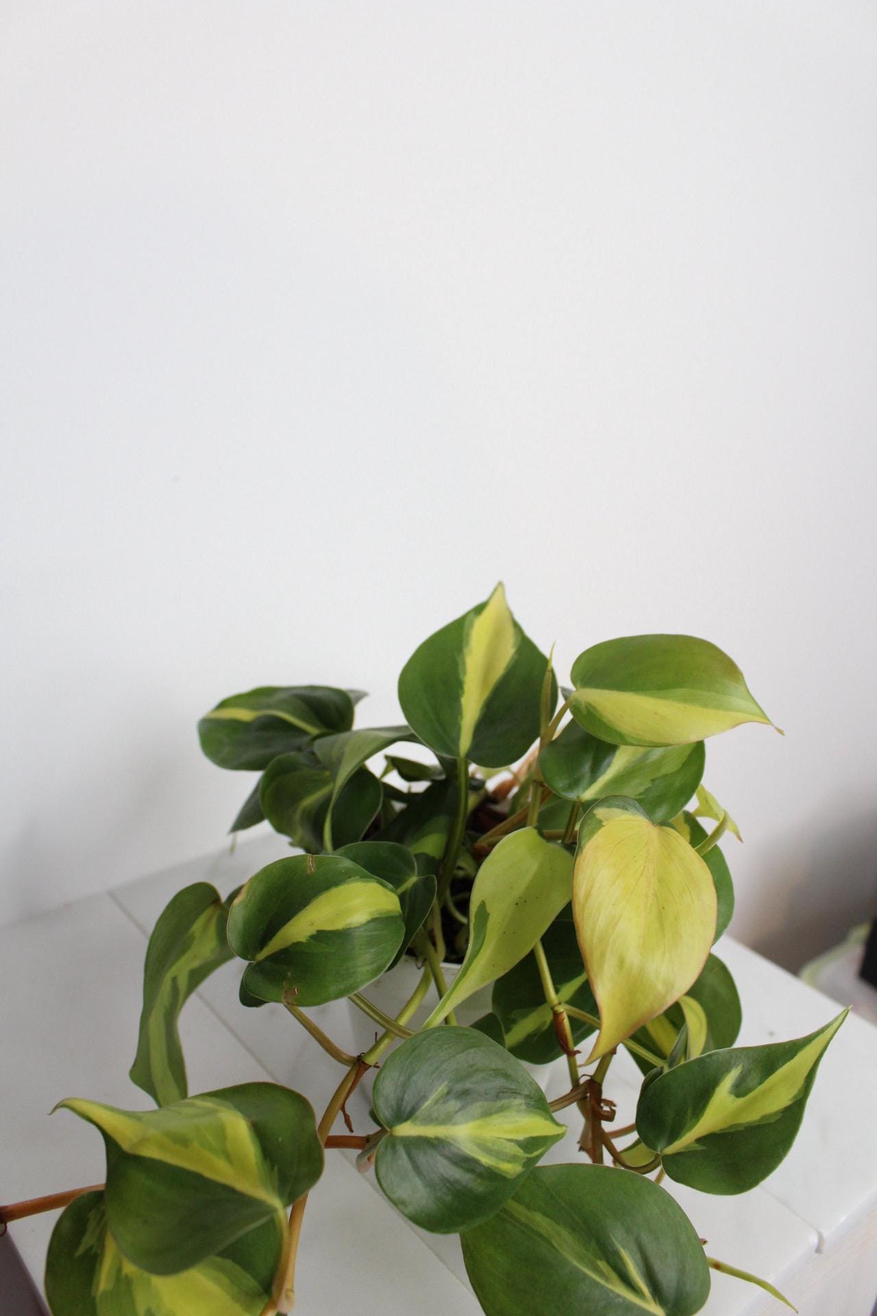 Live Indoor Philodendron Cordatum 'Brasil'  Heart Leaf Vine Plant Gift for Office Plant Lover Tropical Foliage Easy Care Plant Gift Friend