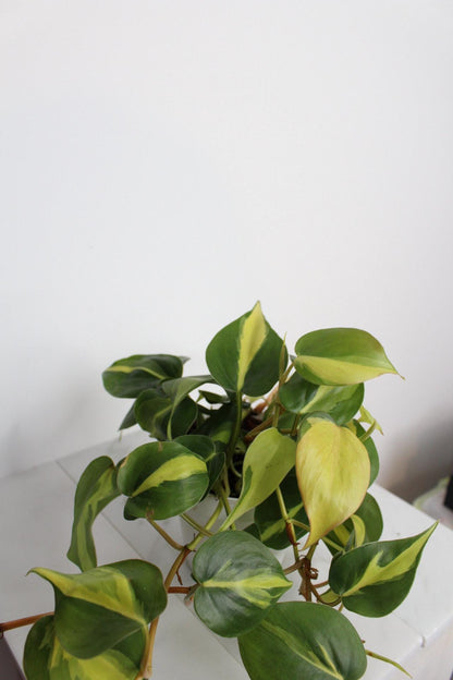 Live Indoor Philodendron Cordatum 'Brasil'  Heart Leaf Vine Plant Gift for Office Plant Lover Tropical Foliage Easy Care Plant Gift Friend