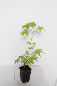 Bonsai Tree Starter Plant Red Japanese Maple Sapling Live Plant Gift Tree Beginner Plant Hobby Acer Palmatum Outdoor Zen Garden Plant Gift