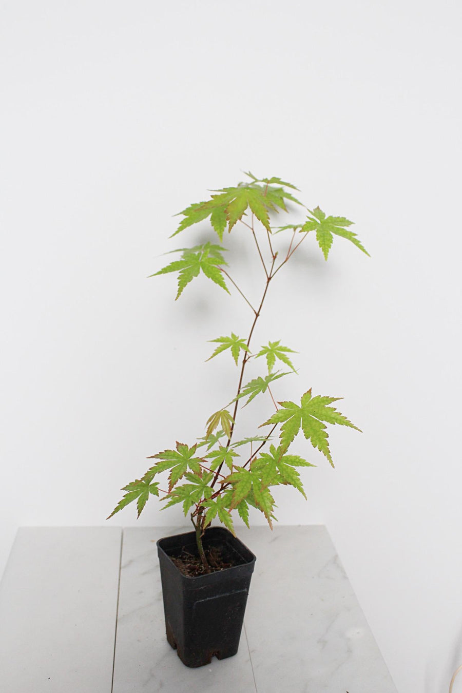 Bonsai Tree Starter Plant Red Japanese Maple Sapling Live Plant Gift Tree Beginner Plant Hobby Acer Palmatum Outdoor Zen Garden Plant Gift