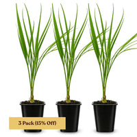 Pygmy Date Palm – Tropical Indoor Starter Plant