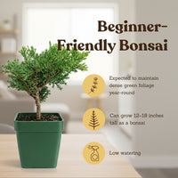 Green Mound Juniper Bonsai – Mini Outdoor Zen Tree