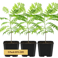 Jacaranda Tree Starter – Purple Flowering Tropical Plant for Garden