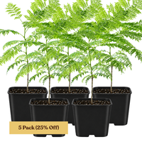 Jacaranda Tree Starter – Purple Flowering Tropical Plant for Garden