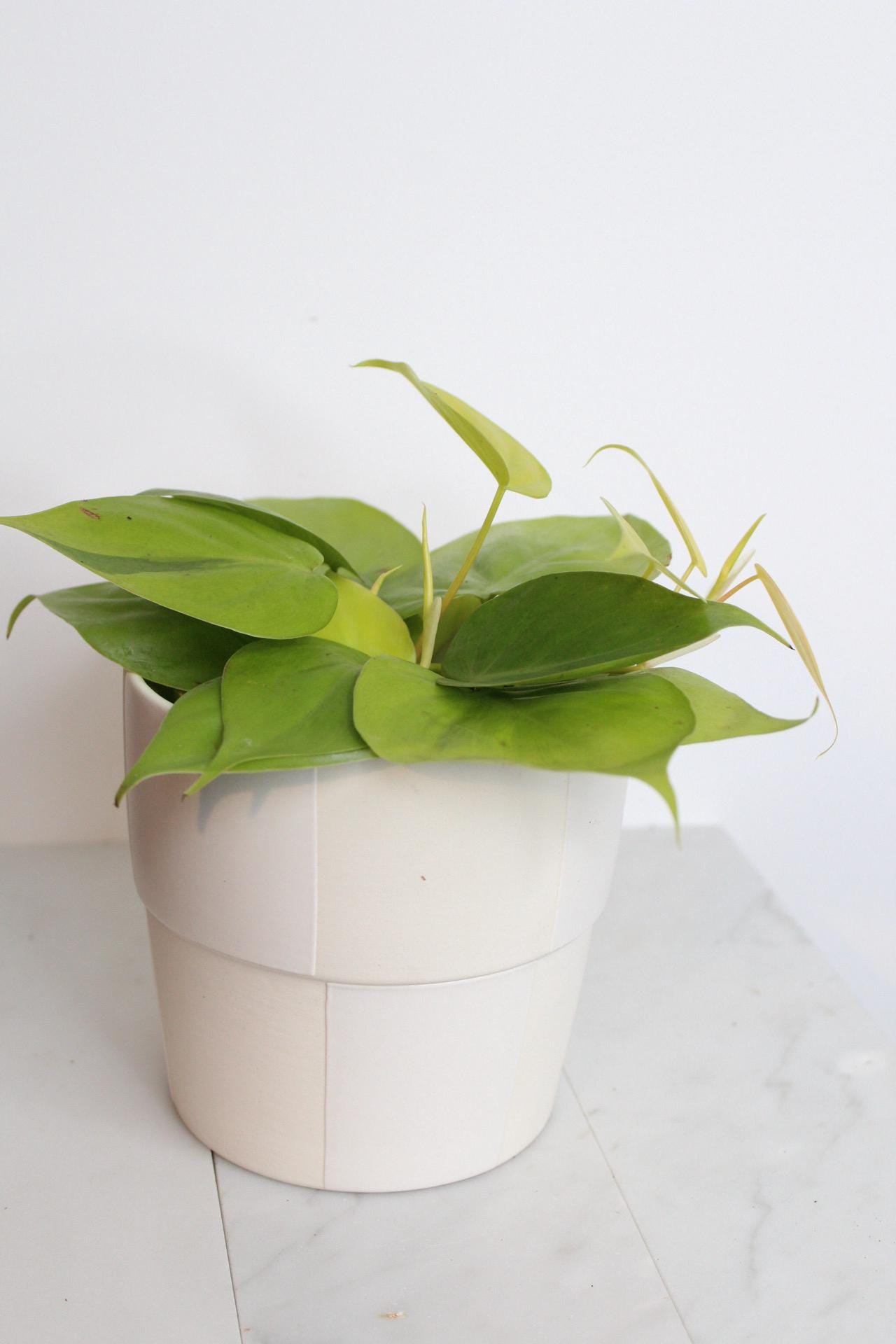 Live Indoor Philodendron Cordatum Neon Yellow Heart Leaf Vine Plant Gift for Office Plant Lover Tropical Foliage Easy Care Plant Gift Friend in white checkered pot