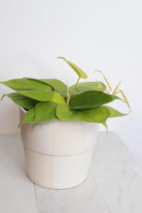 Live Indoor Philodendron Cordatum Neon Yellow Heart Leaf Vine Plant Gift for Office Plant Lover Tropical Foliage Easy Care Plant Gift Friend in white checkered pot