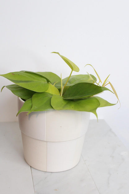 Live Indoor Philodendron Cordatum Neon Yellow Heart Leaf Vine Plant Gift for Office Plant Lover Tropical Foliage Easy Care Plant Gift Friend in white checkered pot