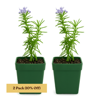 Mini Purple Flower Rosemary Plant Starter - Outdoor Herb Garden