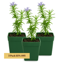 Mini Purple Flower Rosemary Plant Starter - Outdoor Herb Garden