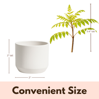 Blue Jacaranda Bonsai Tree Starter Kit – 3" Pot with White Ceramic Planter & Sand Topper