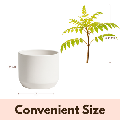 Blue Jacaranda Bonsai Tree Starter Kit – 3" Pot with White Ceramic Planter & Sand Topper