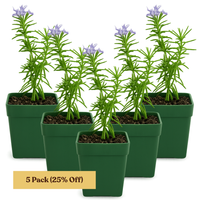Mini Purple Flower Rosemary Plant Starter - Outdoor Herb Garden