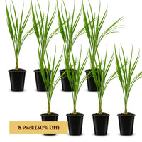 Pygmy Date Palm – Tropical Indoor Starter Plant