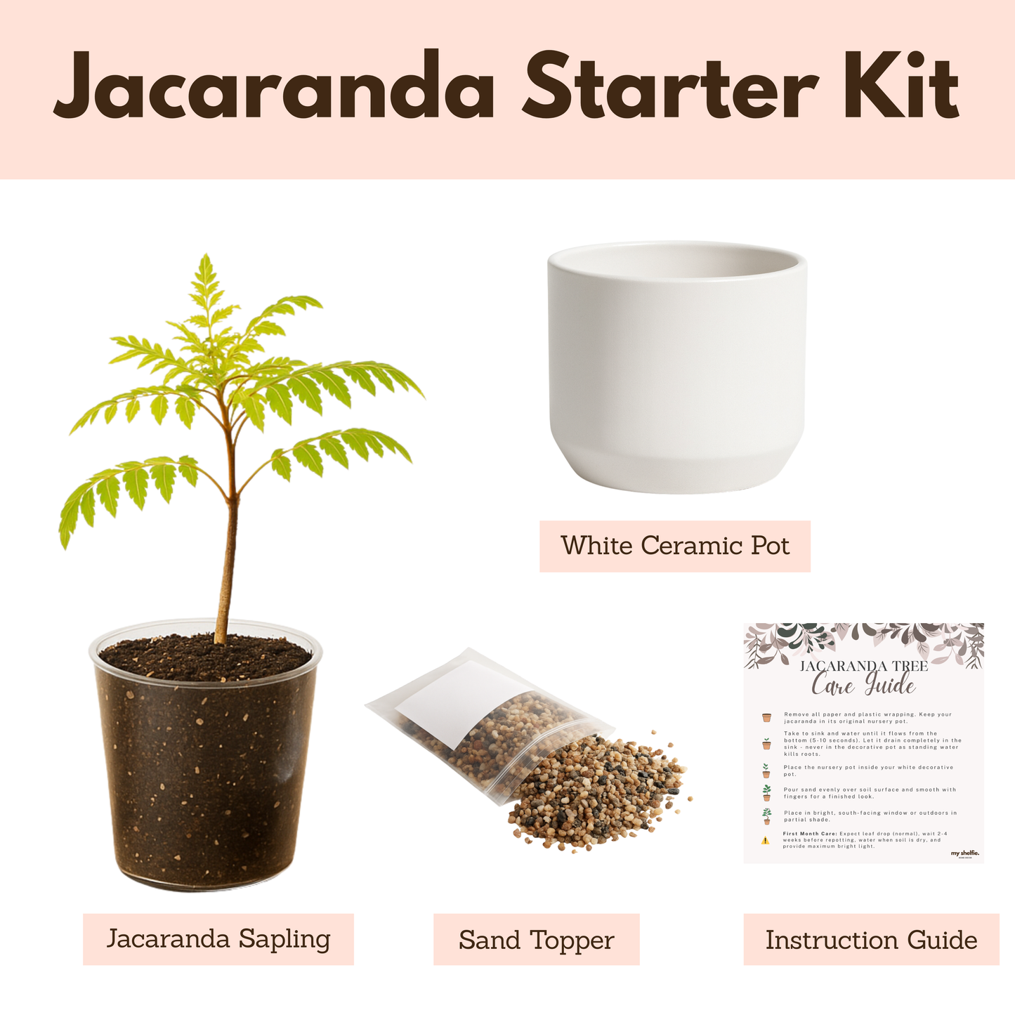 Blue Jacaranda Bonsai Tree Starter Kit – 3" Pot with White Ceramic Planter & Sand Topper