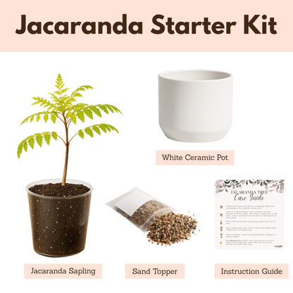 Blue Jacaranda Bonsai Tree Starter Kit – 3" Pot with White Ceramic Planter & Sand Topper