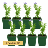 Mini Purple Flower Rosemary Plant Starter - Outdoor Herb Garden