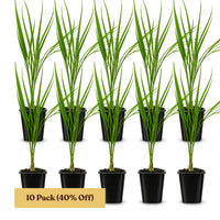Pygmy Date Palm – Tropical Indoor Starter Plant